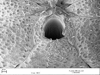 Media type: image;   Invertebrate Zoology 147385   shows cataloged_item 147385